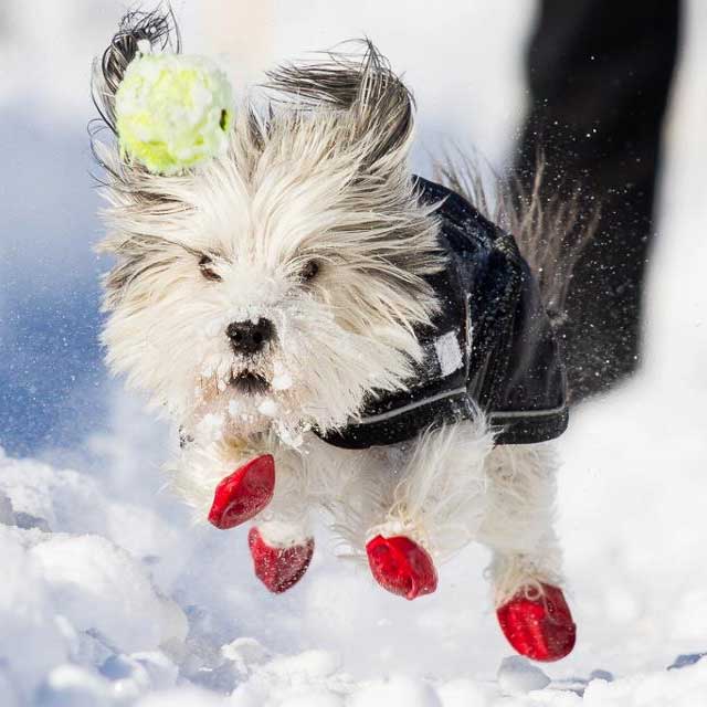Chaussures pour chiens de protection
